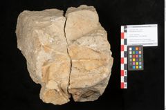 Foto (Objekt + Etikett) von Rhododendron ponticum L. (NHMW-GEO-2024-0188-11346)